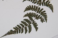 大葉貞蕨藏品圖，第4張