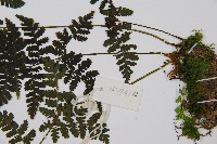 大葉貞蕨藏品圖，第5張