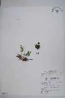 翅柄假膜蕨藏品圖，第1張