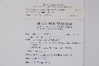 翅柄假膜蕨藏品圖，第2張