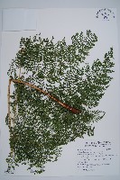稀子蕨藏品圖，第1張