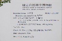 稀子蕨藏品圖，第2張
