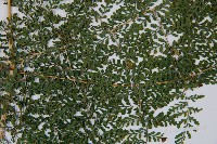 稀子蕨藏品圖，第3張
