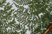 稀子蕨藏品圖，第5張