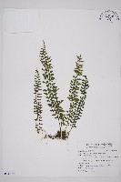 鱗柄鐵角蕨藏品圖，第1張