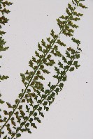 鱗柄鐵角蕨藏品圖，第6張