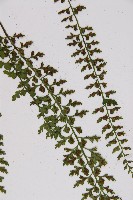 鱗柄鐵角蕨藏品圖，第7張