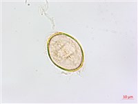 鱗柄鐵角蕨藏品圖，第2張