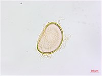 鱗柄鐵角蕨藏品圖，第3張