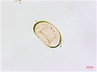 鱗柄鐵角蕨藏品圖，第4張