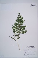 台灣亮毛蕨藏品圖，第1張