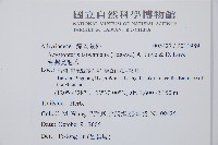 台灣亮毛蕨藏品圖，第2張
