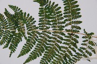 台灣亮毛蕨藏品圖，第3張