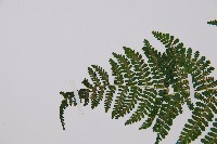 台灣亮毛蕨藏品圖，第4張