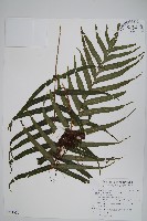 箭葉水龍骨、擬水龍骨藏品圖，第1張