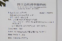 箭葉水龍骨、擬水龍骨藏品圖，第2張