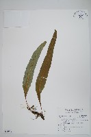 波氏星蕨藏品圖，第1張