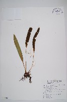 阿里山舌蕨、大葉舌蕨藏品圖，第1張