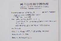 阿里山舌蕨、大葉舌蕨藏品圖，第2張