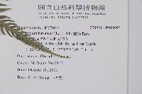 金狗毛蕨藏品圖，第5張