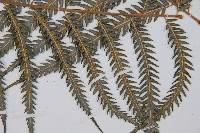 金狗毛蕨藏品圖，第6張