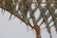 金狗毛蕨藏品圖，第7張