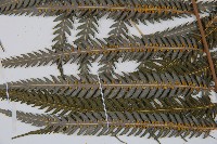 金狗毛蕨藏品圖，第8張