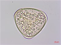 金狗毛蕨藏品圖，第2張