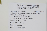 鐵毛蕨、毛蕨藏品圖，第2張