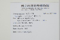 狹葉瓶爾小草藏品圖，第2張