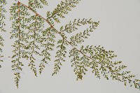 小膜蓋蕨、臺灣小膜蓋蕨藏品圖，第3張