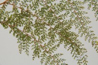 小膜蓋蕨、臺灣小膜蓋蕨藏品圖，第4張