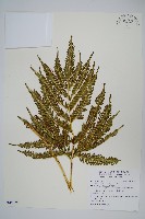 傅氏鳳尾蕨藏品圖，第1張