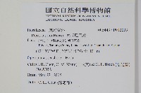 傅氏鳳尾蕨藏品圖，第2張