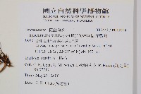 闊片烏蕨藏品圖，第2張