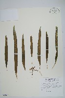 玉山瓦葦藏品圖，第1張