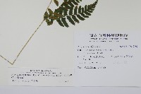 阿里山蹄蓋蕨藏品圖，第2張