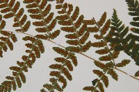阿里山蹄蓋蕨藏品圖，第3張
