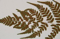 阿里山蹄蓋蕨藏品圖，第4張