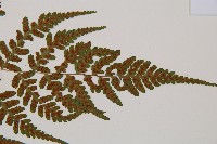 阿里山蹄蓋蕨藏品圖，第5張