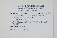 骨牌蕨藏品圖，第2張