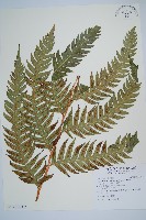 生芽狗脊蕨、頂芽狗脊蕨藏品圖，第1張