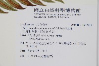 生芽狗脊蕨、頂芽狗脊蕨藏品圖，第2張