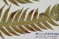 生芽狗脊蕨、頂芽狗脊蕨藏品圖，第3張