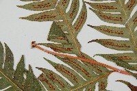 生芽狗脊蕨、頂芽狗脊蕨藏品圖，第5張