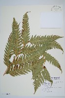 生芽狗脊蕨、頂芽狗脊蕨藏品圖，第6張