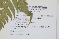 生芽狗脊蕨、頂芽狗脊蕨藏品圖，第7張