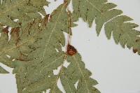 生芽狗脊蕨、頂芽狗脊蕨藏品圖，第8張