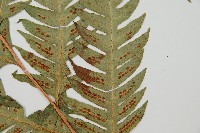 生芽狗脊蕨、頂芽狗脊蕨藏品圖，第9張