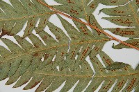 生芽狗脊蕨、頂芽狗脊蕨藏品圖，第10張